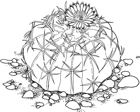 Homalocephala Texensis Or Horse Crippler Cactus Coloring Page